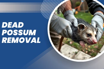 Dead Possum Removal Cheltenham