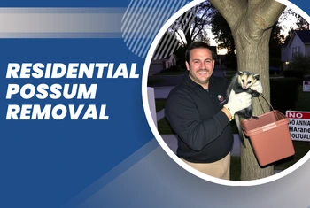 Residential Possum Removal Cheltenham
